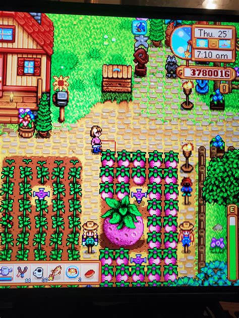 My first giant melon! : r/StardewValley